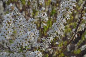Image result for Spiraea thunbergii