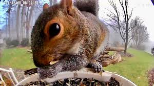 A foggy morning seed stealer: It's Ok to share ,,… IT's CHRISTMAS🎄