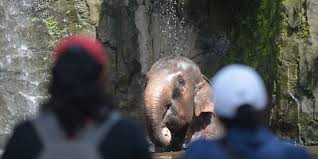 Harga tiket masuk the jungle waterpark bogor maret 2021. Baru Dibuka 2 Hari Pengunjung Ragunan Tembus 4 973 Orang Merdeka Com