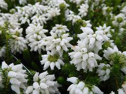 Image result for Erica whyteana