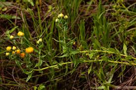 Image result for Helichrysum setosum