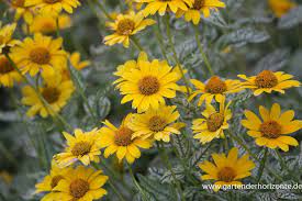 This drought tolerant, heat tolerant, wind tolerant plant is. Sonnenauge Heliopsis Tuscan Sun S Gartenbaumschule Becker