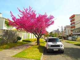 Check spelling or type a new query. Inverno Em Curitiba O Melhor Da Estacao Experiencia Barbara