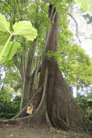 Ia berdiri megah dan rimbun di sebelah kiri jalan sebelum memasuki pekan. Penunggu Pokok Besar Di Tenom Sabah Original Sabahan