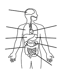 Drawing The Human Body Coloring Human Body Worksheets Human Body Diagram Human Body Organs