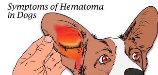 Treatment of ear hematoma depends on how quickly the hematoma is diagnosed, the size of the hematoma and, oftentimes hematoma can be prevented by protecting your cat's ears from trauma. Hematoma Swollen Dog Ear Flap And How To Treat It Pethelpful By Fellow Animal Lovers And Experts