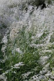 Image result for Asparagus minutiflorus