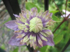 They are a breeze to grow and prune, simply cut back the stems to just above ground level at the seasons end. Clematis Taiga Ubc Botanical Garden Forums