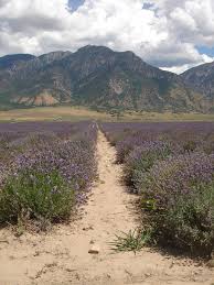We did not find results for: Hd Wallpaper United States Mona Mona Utah Young Living Lavender Farm Wallpaper Flare
