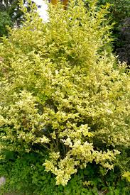 Image result for ligustrum ovalifolium