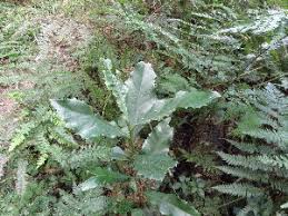 Image result for Elaeodendron matabelicum