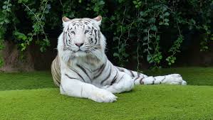 Apabila sobat mengalami mimpi ini, maka merupakan sebuah tanda bahwa sobat mempunyai nasib yang dinilai buruk yang sangat kental dalam kehidupan sobat. Arti Mimpi Macan Harimau Terlengkap Paramimpi Paranormal Mimpi