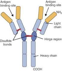 Secretory Immunoglobulin Definition Of Secretory Immunoglobulin By Medical Dictionary Medical Dictionary Medical Terms Biochemistry