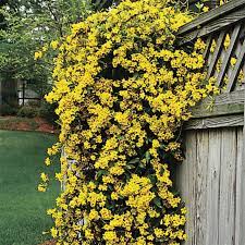 Pin On Garden