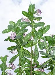 Image result for Calotropis gigantea