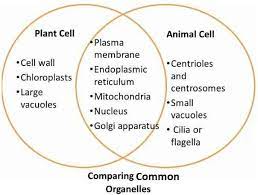 Animal Cell Parts Structure Functions Organelle Animal Cell Parts Cell Parts Cell Parts And Functions