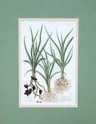 Image result for Cyperus longus
