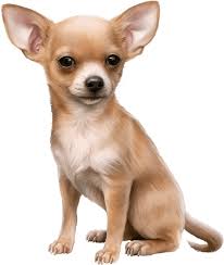 Chihuahua purebred male long hair. Chihuahua Pupies Available For Sale