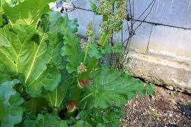 Did a wait too long to cut it? Rhubarb Flowers What To Do When Rhubarb Bolts And Goes To Seed The Daring Gourmet
