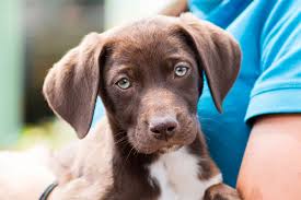 Our aim is to help rescue dogs/cats that have found themselves in the pounds or have been. Locations Rspca Nsw