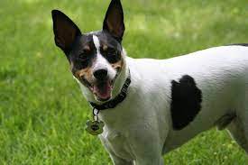 The Rat Terrier Border Collie Mix Is It The Right Dog For You Canine Hq