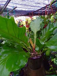 Haji Nursery Gelombang Cinta Walaupun Tiada Bunga Ttp Facebook