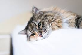 Berkeley dog & cat proudly provides daytime, weekend, holiday and after hour coverage to serve our community. Emergency Vet In Boynton Beach Fl Emergency Animal Hospital In Boynton Beach Fl