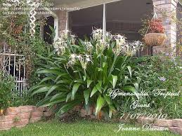 Full Size Picture Of Spider Lily Tropical Giant Hymenocallis Florida Plants Plants Native Plants