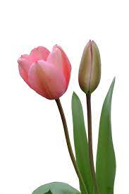 Pin By Apple Manzanita On Pink Flowers Tulips Images Flower Png Images Tulips