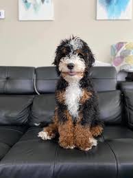 Information about mini and standard bernedoodles. Honey Creek Puppies Home