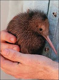 Birds That Can T Fly Far Kiwi Are Flightless Birds Endemic To New Zealand The Size Of A Domestic Chicken Kiwi Are By Far The Smallest Living Rat Kiwi Bird Pet Birds Animals Beautiful