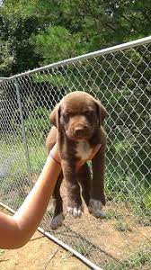 Pointing lab pups born 6/9/2021. Purebred Akc Chocolate Lab Puppies Rare Silver Markings Beautiful Sweet Ready To Go For Sale In Charlotte North Carolina Classified Americanlisted Com
