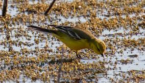 Tail is black with white outer feathers; Yellow Wagtail Motacilla Flava Free Photo On Pixabay