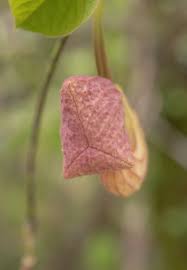 Image result for Aristolochia zenkeri