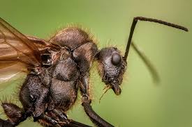 When it comes down to it, it's basic evolution. What Attracts Ants And How Do I Get Rid Of Them Pest Defence News