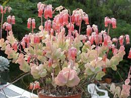 The leaves grow up the stem opposite of each other, facing the stem as. Kalanchoe Marnieriana Marnier S Kalanchoe Kalanchoe Marnieriana Succulents Cacti And Succulents