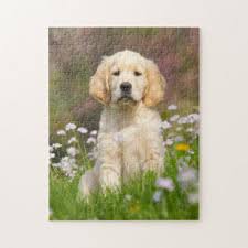 Cute golden retrievers from all around the world! 100 Results For Golden Retriever Jigsaw Puzzles Zazzle