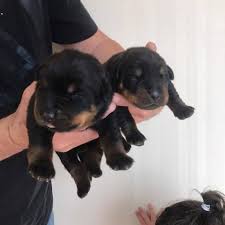 Free online seminars · trusted by 875,000 owners Top Quality Rottweiler Puppies Home Facebook