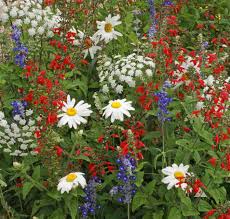 Check spelling or type a new query. Red White Blue Seed Mixture Applewood Seed Company