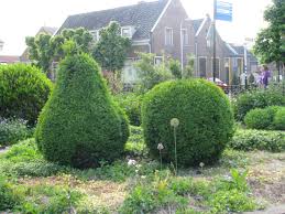 Buxus Vormen In De Vorm Van Een Appel En Een Peer Bij Fruitkweker Vormsnoei Tuin Groen