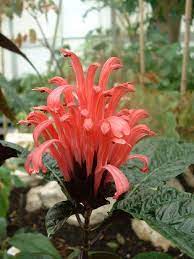 Brazilian Plume Flower Plant Room Flowers Brazilian Plume Flamingo Flower Jacobinia Shrub Hummingbird Plants Hummingbird Flowers Plants