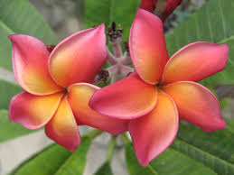 Pin On Plumeria