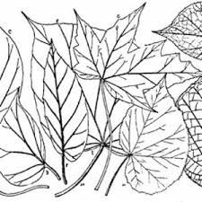 Prijavite se da biste vidjeli fotografije i videozapise koje objavljuje. Begonia L Plants Of The World Online Kew Science