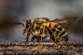 Check spelling or type a new query. Bees Men In Black Pest Control