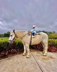 Instagram photo by Julio César Lasso • Nov 8, 2022 at 9:50 AM