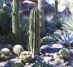 On one hand this is perfectly true, there is no other type of plant that is so. Cactus Cactaceae In Depth
