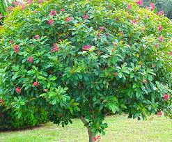 Image result for Jatropha erythropoda