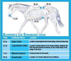 prevent colic with acupressure equine wellness magazine