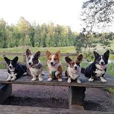 Corgi Dog Squad Corgi Squad Corgi Dog Group Corgi Dog Pack Corgi Puppy Squad Corgi Puppy Pack Corgi Corgi Dog Welsh Corgi Puppies Cardigan Welsh Corgi Puppies