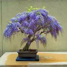 Ok so i'm away from my plant babies but my sister is taking care of all of my plants including the bonsai's and she sent me a picture of jasmine!!! 15 Jacaranda Mimosifolia Bonsai Tree Ideas Bonsai Tree Bonsai Flowering Trees